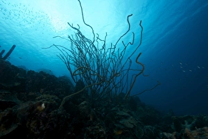 Related Images Gallery: Coral Reef scene, Bonaire, Caribbean Netherlands