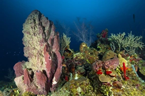 <b class=qtipBold><figcaption>Coral reef and sponges, Belize</figcaption></b><br>Coral reef and sponges, Belize.<br><em>© Todd Winner/Stocktrek Images</em> Coral reef and sponges, Belize