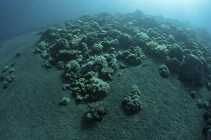 Corals encroach on a black sand slope in Komodo National Park, Indonesia Corals encroach on a black sand slope in Komodo National Park, Indonesia