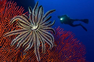 A crinoid on a bright red sea fan, Solomon Islands A crinoid on a bright red sea fan, Solomon Islands