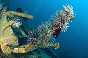 Crinoids attached to a piece of wreckage, Solomon Islands Crinoids attached to a piece of wreckage, Solomon Islands