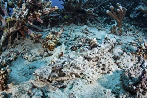 A Crocodilefish lays on the seafloor near an artificial reef A Crocodilefish lays on the seafloor near an artificial reef