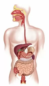 Cross section of human digestive system