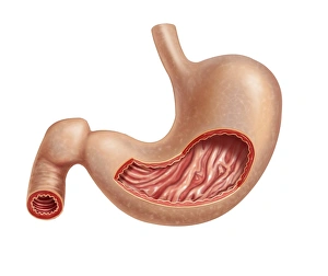 <b class=qtipBold><figcaption>Cross section of human stomach</figcaption></b><br>Cross section of human stomach.<br><em>© Leonello Calvetti/Stocktrek Images</em> Cross section of human stomach