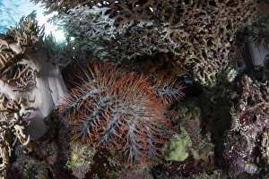 A crown-of-thorns starfish feeds on corals on a reef A crown-of-thorns starfish feeds on corals on a reef