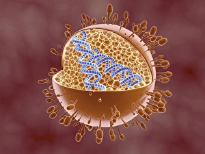 Cutaway view of Reoviridae virus showing dna inside Cutaway view of Reoviridae virus showing dna inside