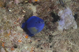 <b class=qtipBold><figcaption>Damselfish, Beqa Lagoon, Fiji</figcaption></b><br>Damselfish, Beqa Lagoon, Fiji.<br><em>© Terry Moore/Stocktrek Images</em> Damselfish, Beqa Lagoon, Fiji
