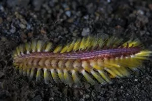Segmented Worm Gallery: A darklined fireworm crawls across the black sand seafloor