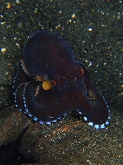 Darkly-colored coconut octopus, North Sulawesi Darkly-colored coconut octopus, North Sulawesi