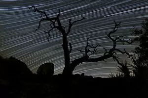 Light Painting Gallery: A dead Pinyon pine tree and star trails, Joshua Tree National Park, California