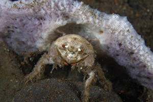 Decorator crab with mauve sponge on the head, Bali, Indonesia Decorator crab with mauve sponge on the head, Bali, Indonesia