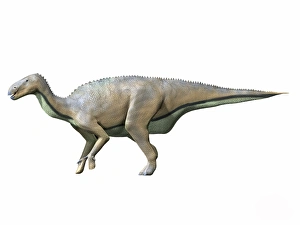 Delapparentia turolensis, Early Cretaceous of Spain Delapparentia turolensis, Early Cretaceous of Spain