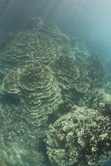 Delicate reef-building corals grow on a reef inside Palaus lagoon Delicate reef-building corals grow on a reef inside Palaus lagoon