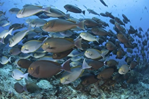 A dense school of yellowmask surgeonfish, Indonesia A dense school of yellowmask surgeonfish, Indonesia