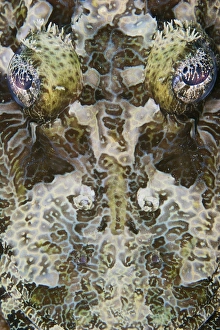 Detailed close-up view of a Crocodile Fish face, Papua New Guinea Detailed close-up view of a Crocodile Fish face, Papua New Guinea