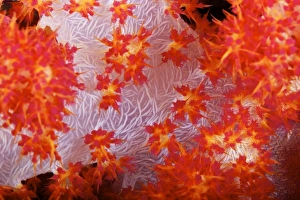 Detailed view of soft coral revealing the spicules that give stability to its form, Fiji Detailed view of soft coral revealing the spicules that give stability to its form, Fiji