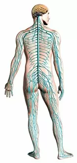Synapse Gallery: Diagram of human nervous system, posterior view
