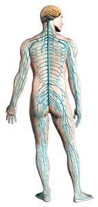 Synapse Gallery: Diagram of human nervous system, posterior view