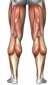 Diagram illustrating muscle groups on back of human legs Diagram illustrating muscle groups on back of human legs