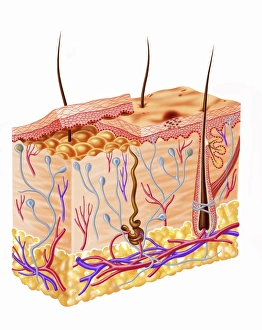 Diagram showing anatomy of human skin
