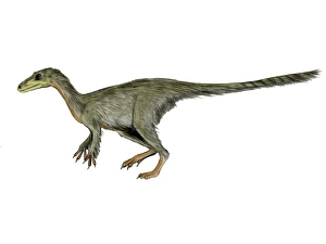 <b class=qtipBold><figcaption>Dilong paradoxus dinosaur</figcaption></b><br>Dilong paradoxus dinosaur, white background.<br><em>© Nobumichi Tamura/Stocktrek Images</em> Dilong paradoxus dinosaur