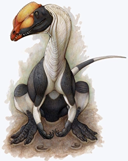 A Dilophosaurus dinosaur of the Jurassic Period A Dilophosaurus dinosaur of the Jurassic Period