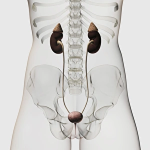 Three dimensional view of female urinary system