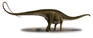 Diplodocus longus, a prehistoric era dinosaur Diplodocus longus, a prehistoric era dinosaur