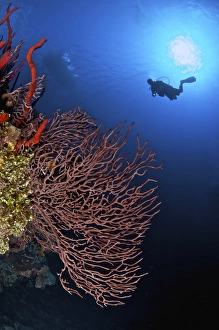 A diver approaches a beautiful gorgonian sea fan, Cayman Islands A diver approaches a beautiful gorgonian sea fan, Cayman Islands