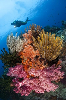 A diver approaches colorful soft corals and crinoids on the reefs of Raja Ampat A diver approaches colorful soft corals and crinoids on the reefs of Raja Ampat