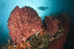 Diver approaching giant barrel sponge on a reef, Raja Ampat Diver approaching giant barrel sponge on a reef, Raja Ampat