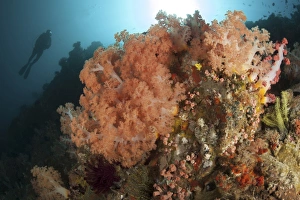 Diver looks on at a colorful Komodo seascape, Indonesia Diver looks on at a colorful Komodo seascape, Indonesia