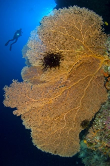 A diver looks on at large gorgonian sea fans, Solomon Islands A diver looks on at large gorgonian sea fans, Solomon Islands