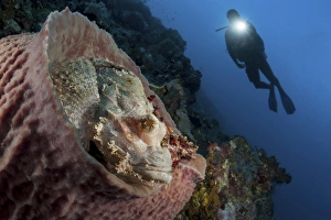 A diver looks on at a tassled scorpionfish lying in a barrel sponge A diver looks on at a tassled scorpionfish lying in a barrel sponge