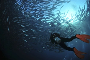 Diver photographing a school of trevally with sunburst, Bali, Indonesia Diver photographing a school of trevally with sunburst, Bali, Indonesia