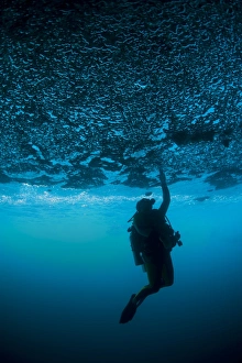 A diver reaches up to touch the ceiling of an undercut, caused by wave erosion A diver reaches up to touch the ceiling of an undercut, caused by wave erosion