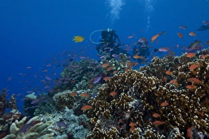 Diver and schooling anthias fish and healthy corals of Beqa Lagoon, Fiji Diver and schooling anthias fish and healthy corals of Beqa Lagoon, Fiji