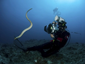 Diver and sea snake, Great Barrier Reef, Australia Diver and sea snake, Great Barrier Reef, Australia