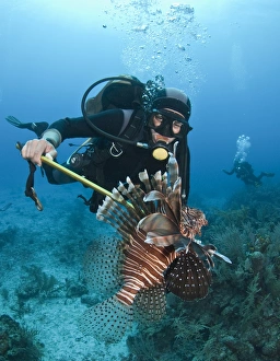Diver spears an invasive Indo-Pacific Lionfish in the Caribbean Sea Diver spears an invasive Indo-Pacific Lionfish in the Caribbean Sea