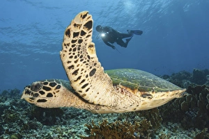 A diver swims alongside a hawksbill sea turtle off of Indonesia A diver swims alongside a hawksbill sea turtle off of Indonesia