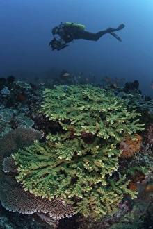 A diver swims above a healthy coral reef in Indonesia A diver swims above a healthy coral reef in Indonesia