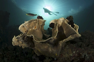 Diver swims above a large sponge in Horseshoe Bay, Indonesia Diver swims above a large sponge in Horseshoe Bay, Indonesia