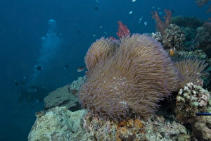 Diver swims past a large sea anenome on a Fijian reef Diver swims past a large sea anenome on a Fijian reef