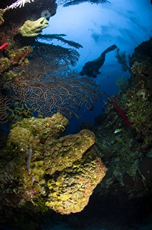 <b class=qtipBold><figcaption>Diver swims over a reef, Belize</figcaption></b><br>Diver swims over a reef, Belize.<br><em>© Todd Winner/Stocktrek Images</em> Diver swims over a reef, Belize