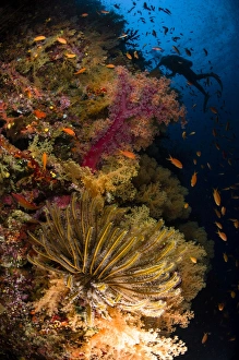 Diver swims by soft corals and crinoid, Fiji Diver swims by soft corals and crinoid, Fiji
