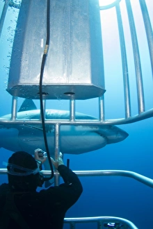 Diver taking a photo of a male great white shark Diver taking a photo of a male great white shark