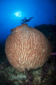 Diver with torchlight over large round pinkish barrel sponge Diver with torchlight over large round pinkish barrel sponge