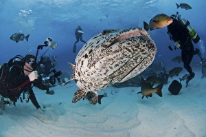 Divers photographing a Giant Grouper, Great Barrier Reef, Australia Divers photographing a Giant Grouper, Great Barrier Reef, Australia