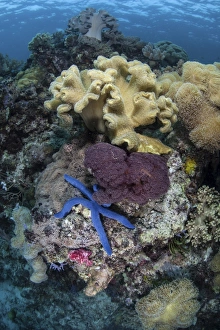 A diverse array of invertebrates cover a reef in Indonesia A diverse array of invertebrates cover a reef in Indonesia