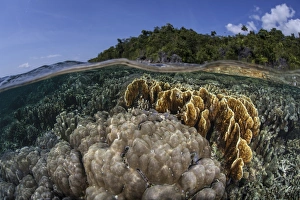 A diverse array of reef-building corals in Raja Ampat, Indonesia A diverse array of reef-building corals in Raja Ampat, Indonesia